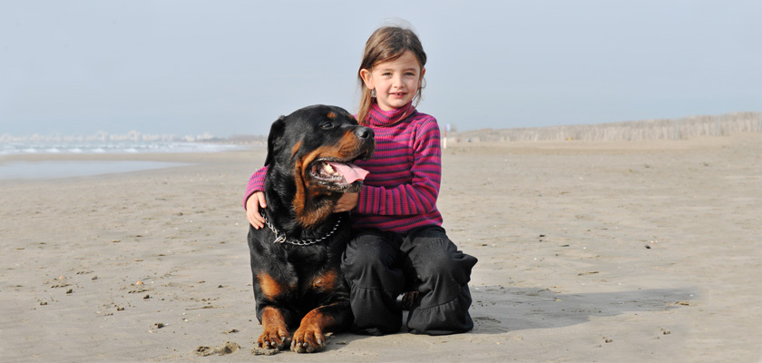 Ротвейлер с ребенком на пляже