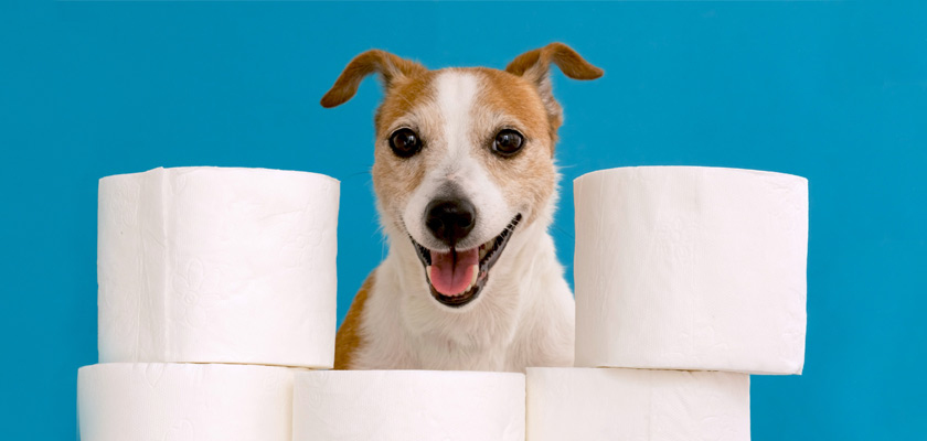 собака с рулонами туалетной бумаги