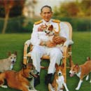 король таиланда с басенджи