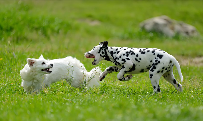 щенок далматина играет с собакой