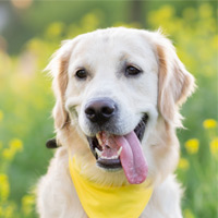 Золотистый ретривер - собака с золотым сердцем
