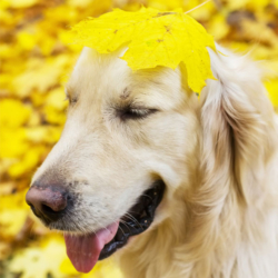 золотистый ретривер в осенних листьях